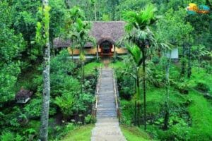 Greenery and a cottage in the middle of Spice plantaion farm