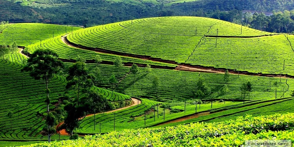 Greenery across the view and some small roads are visible