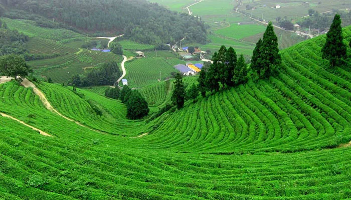 Green land and some green trees and some houses are far away from green land hill stations