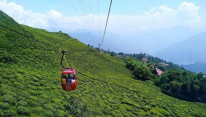 all over place are covered with green leaves of tea garden