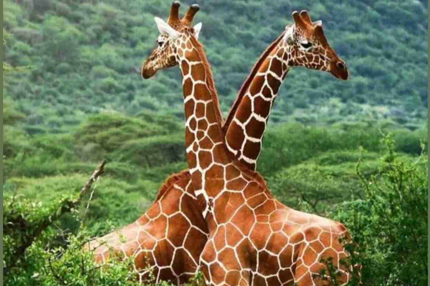 two giraffe are standing in opposite direction in पेरियार राष्ट्रीय उद्यान
