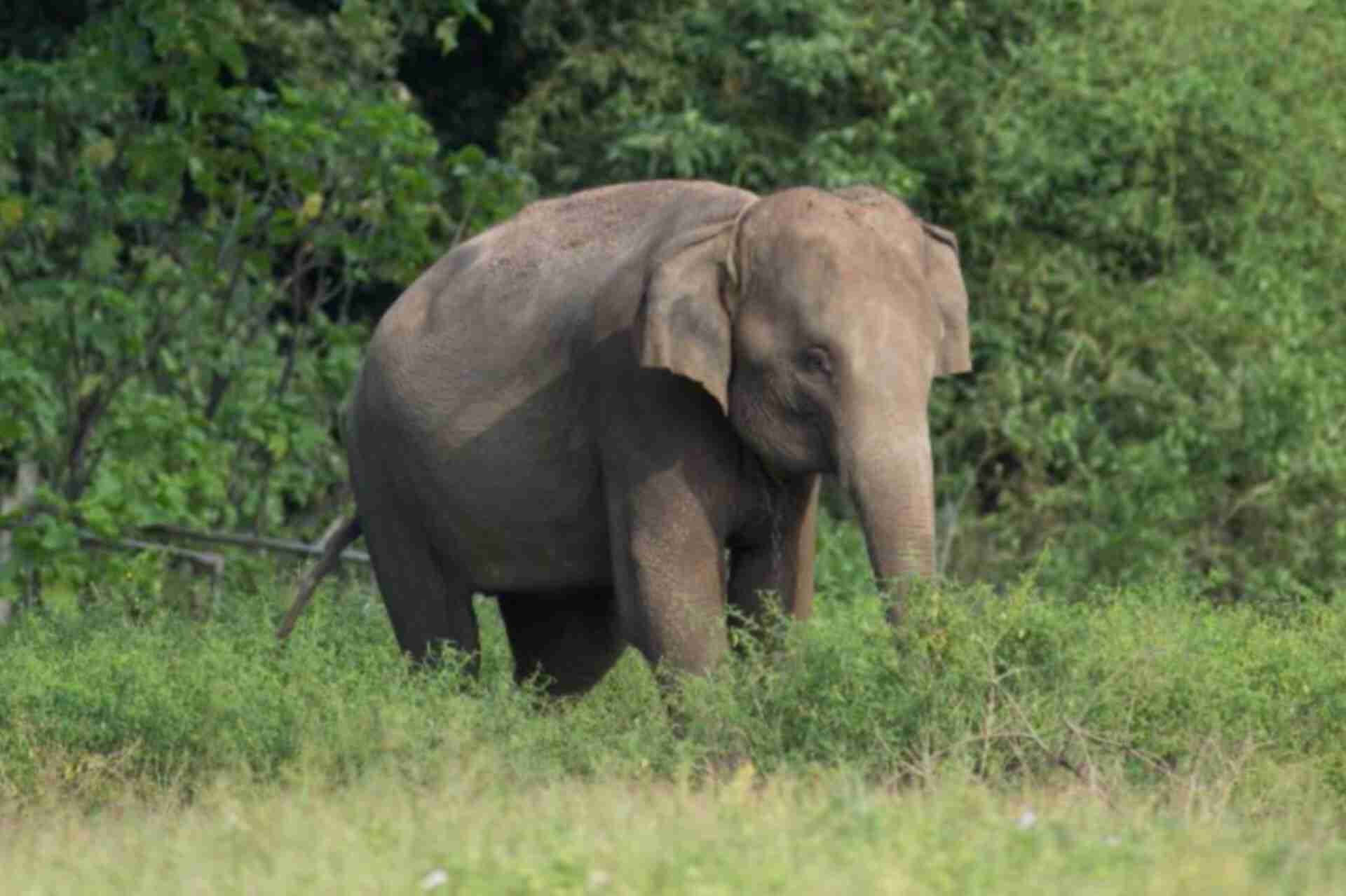 An elephant is walking in the forest in पेरियार नैशनल पार्क