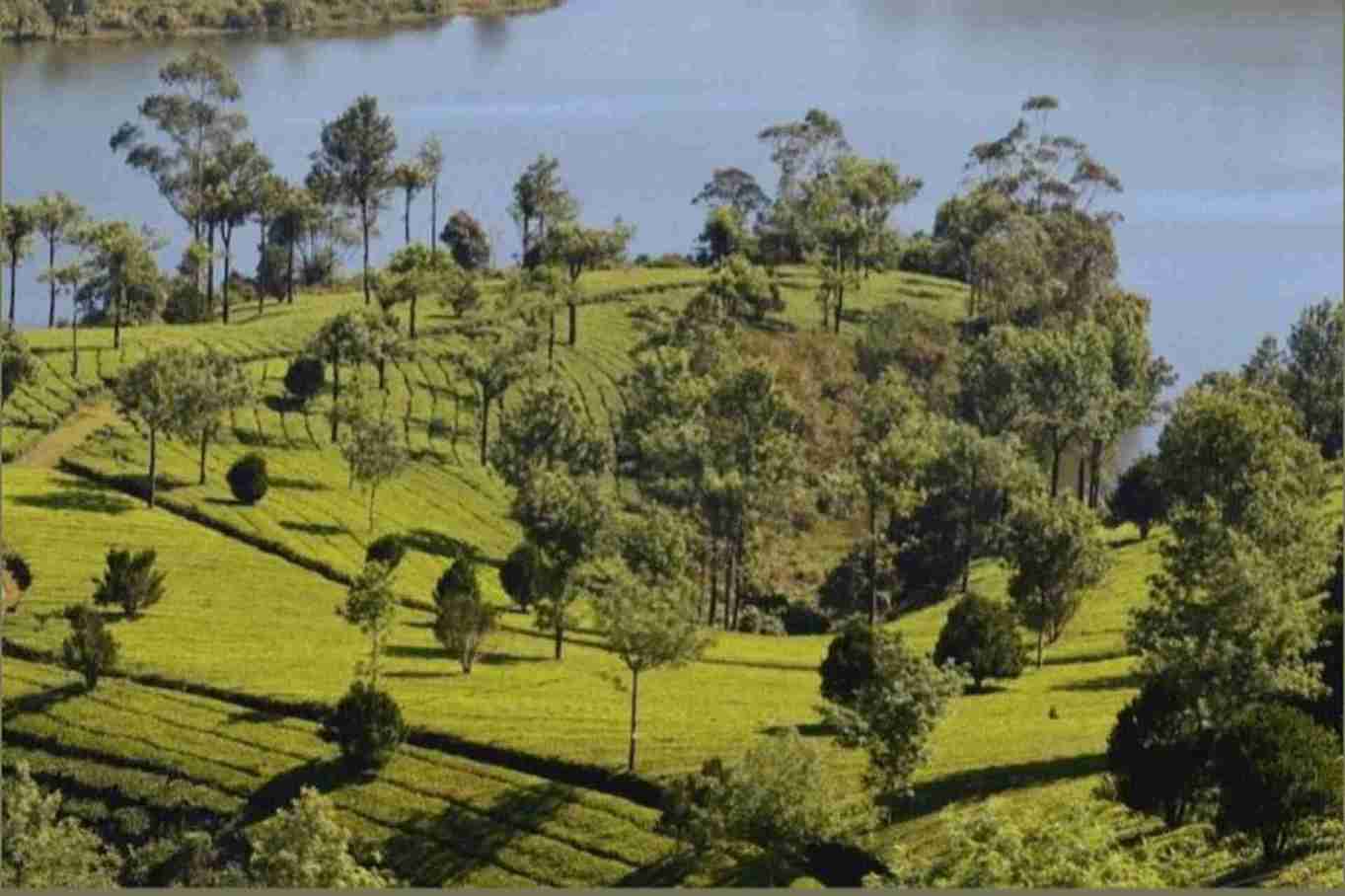 there are many trees and a lake and green grass land in पेरियार नैशनल पार्क