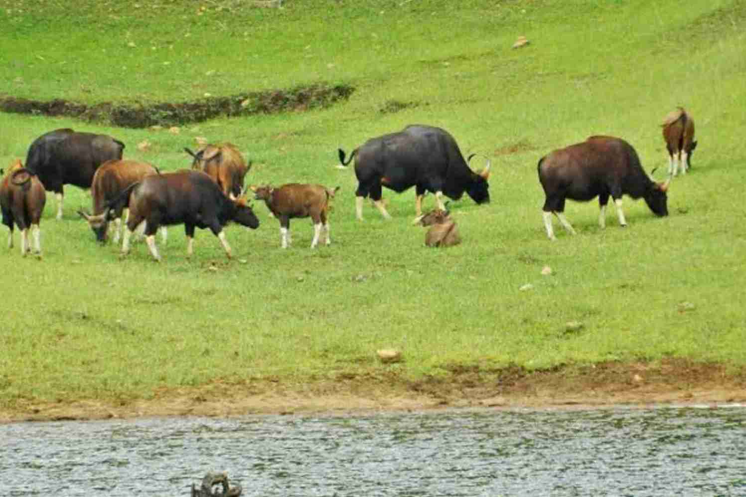 there are many buffalos are seen together in पेरियार राष्ट्रीय उद्यान