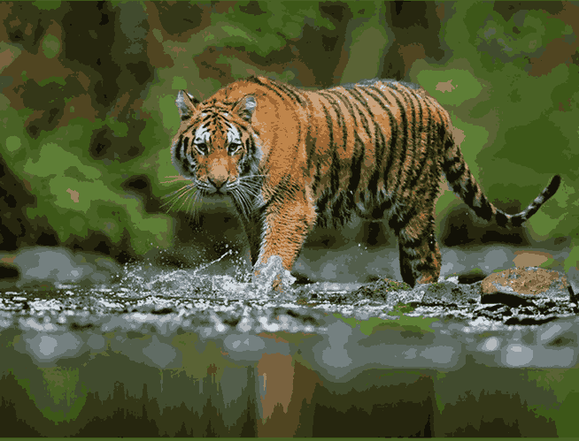 A tiger is walking in water in Jim corbett national park
