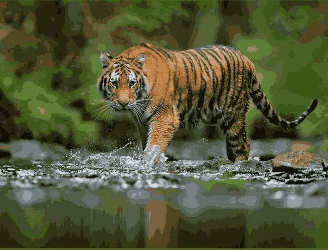 A tiger is walking in water in  Jim corbett national park