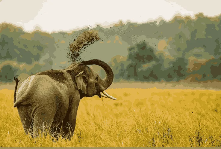 An elephant is walking in forest  Jim corbett national park