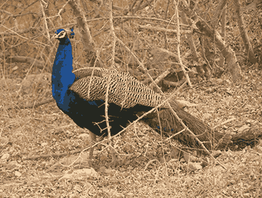 A peacock standing in forest in Jim corbett national park