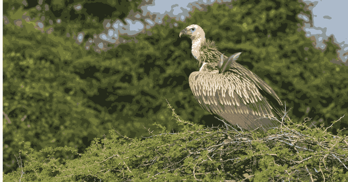 A Bird is sitting on the branch of tree गिर राष्ट्रीय उद्यान