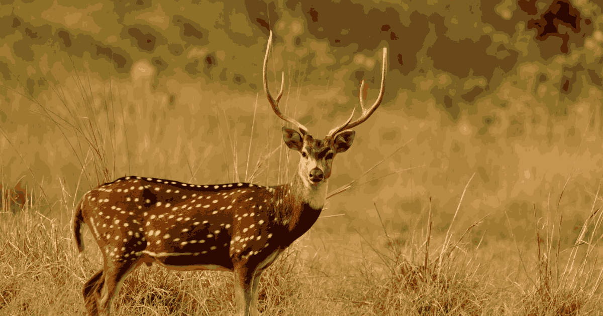 A Deer which has two big horn on the head गिर राष्ट्रीय उद्यान