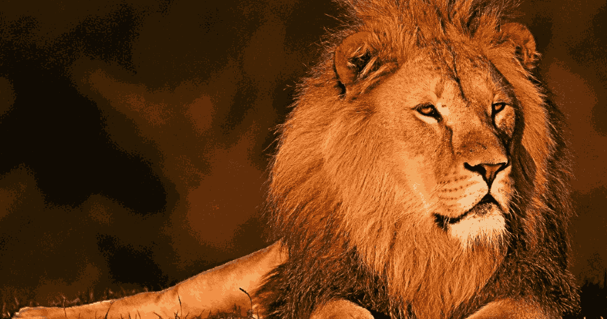 A lion which has long hair on his neck गिर राष्ट्रीय उद्यान