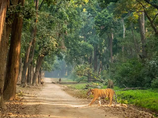 The tiger crossing the road राष्ट्रीय उद्यान