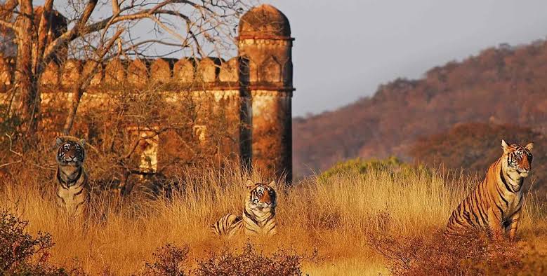 Three tigers showing forward and a high walls which has small domes are showing