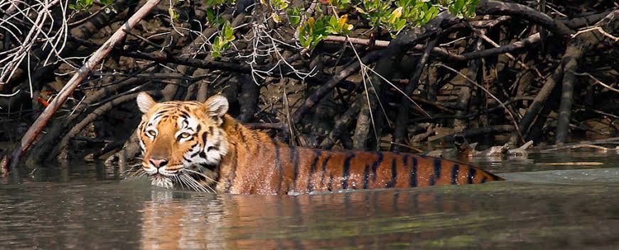 Tiger in the river