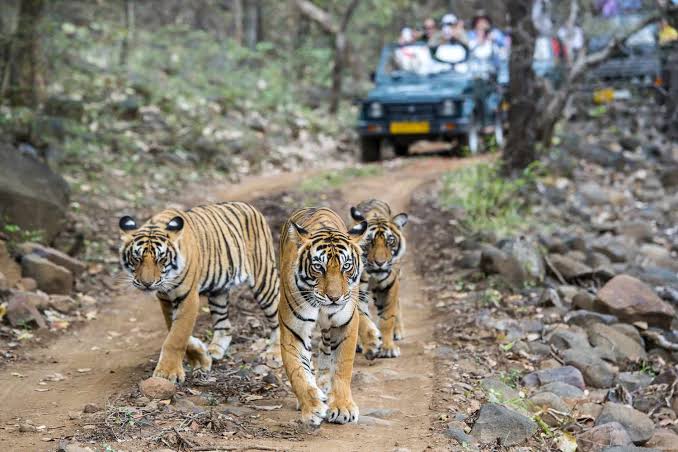 Three Tigers are walking infront Of jeep