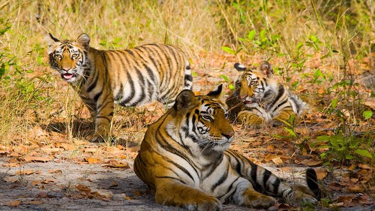Three tigers are resting in the forest Indian National Parks