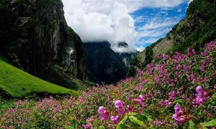 Flowers between the mountains Indian National Parks