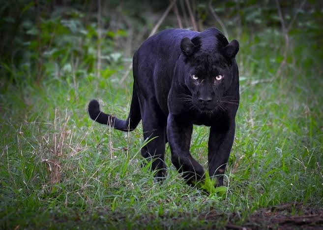 A black panther is walking whose eyes shines