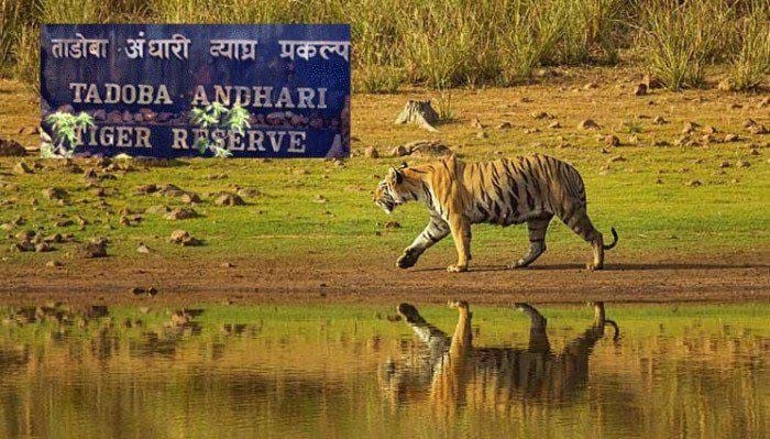 The Lion walking near the water