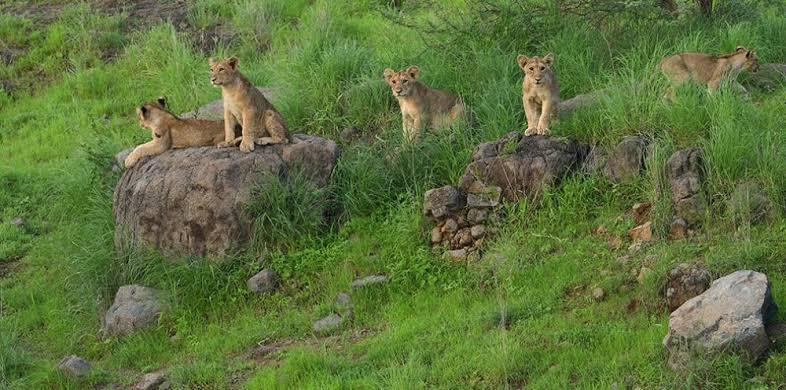 Five Lions are sitting in the grass and rocks Indian National Parks
