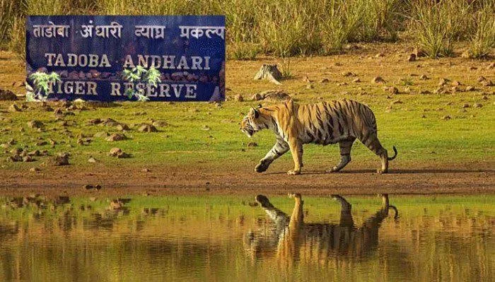 Tiger Walk near the river and a blue board which showing ताडोबा अंधारी टाइगर रिजर्व 