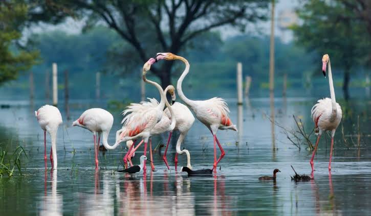 White birds with pink leg walking in water Indian National Parks