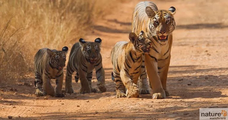 TIGER MOTHER WALKING WITH HER CUBES  Tadoba-Andhari Tiger Reserve