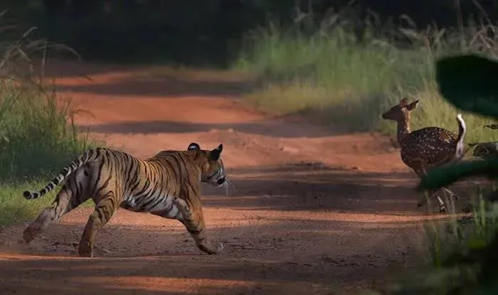 Tiger attack deer for hunt Tadoba-Andhari Tiger Reserve